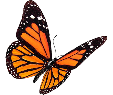 butterfly